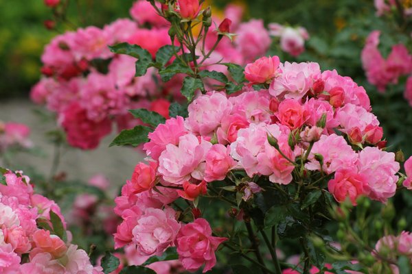 Crafting a Water-Savvy Landscape Plan for Your UK Suburban Garden