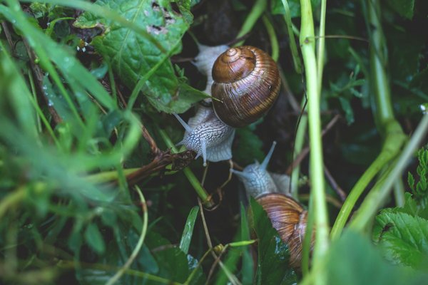 What Are the Most Effective Natural Methods for Controlling Slugs in UK Gardens?